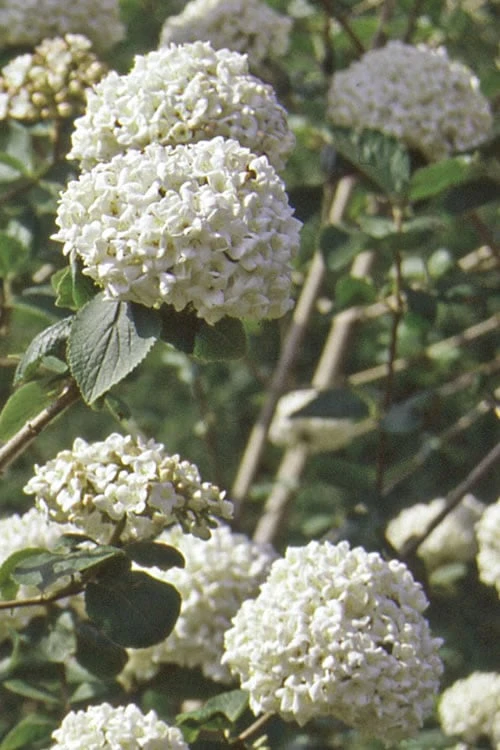 Pearlific Fragrant Snowball Viburnum Bush - 3 Gallon Pot 7 Pearlific Fragrant Snowball Viburnum Bush - 3 Gallon Pot - Image 5