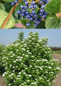 Chicago Luster Arrowwood Viburnum - 1 Gallon Pot -Garden Plants Shop Viburnum Chicago Luster 3 1
