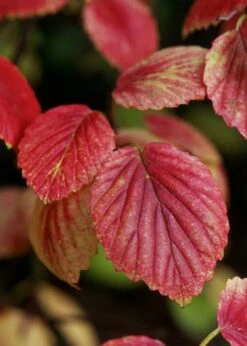 Chicago Luster Arrowwood Viburnum - 1 Gallon Pot -Garden Plants Shop Viburnum Chicago Luster 4 1