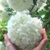 Chinese Snowball Viburnum Bush - 6 Pack Of 1 Gallon Pots -Garden Plants Shop Viburnum Chinese Snowball Rev 500x750 4