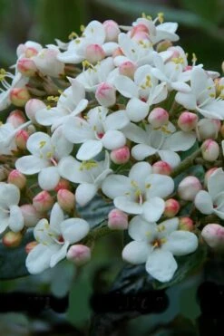 Dwarf Evergreen Snowball Viburnum 'Conoy' - 3 Gallon Pot -Garden Plants Shop Viburnum Conoy 6