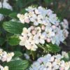 Dwarf Evergreen Snowball Viburnum 'Conoy' - 3 Gallon Pot -Garden Plants Shop Viburnum Conoy 8
