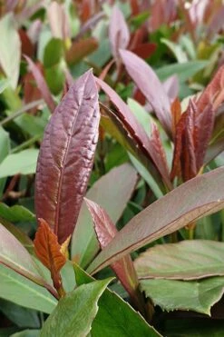 Coppertop Sweet Viburnum - 2 Gallon Pot -Garden Plants Shop Viburnum Coppertop 3 1