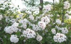 Juddi Fragrant Snowball Viburnum - 2 Gallon Pot -Garden Plants Shop Viburnum Judd 2