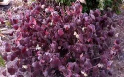 Juddi Fragrant Snowball Viburnum - 2 Gallon Pot -Garden Plants Shop Viburnum Judd 5