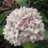 Juddi Fragrant Snowball Viburnum - 2 Gallon Pot -Garden Plants Shop Viburnum Judd 7