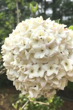 Fragrant Snowball Viburnum Carlesii 'Korean Spice' - 2 Gallon Pot -Garden Plants Shop Viburnum Korean Spice 2
