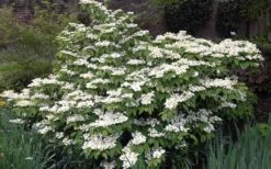 Mariesii Doublefile Viburnum - 1 Gallon Pot -Garden Plants Shop Viburnum Mariesii 1 2
