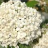 Pearlific Fragrant Snowball Viburnum Bush - 3 Gallon Pot 2 Pearlific Fragrant Snowball Viburnum Bush - 3 Gallon Pot -Garden Plants Shop Viburnum Pearlific 1