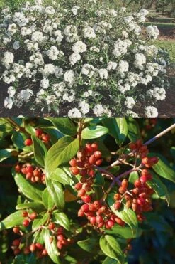 Pearlific Fragrant Snowball Viburnum Bush - 3 Gallon Pot 10 Pearlific Fragrant Snowball Viburnum Bush - 3 Gallon Pot -Garden Plants Shop Viburnum Pearlific 2