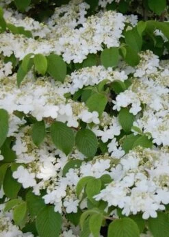 Shasta Doublefile Viburnum - 2 Gallon Pot -Garden Plants Shop Viburnum Shasta 6 3