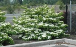 Shasta Doublefile Viburnum - 6 Pack Of 1 Gallon Pots -Garden Plants Shop Viburnum Shasta 8 2