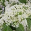 Snow Joey Viburnum - 3 Gallon Pot 1 Snow Joey Viburnum - 3 Gallon Pot -Garden Plants Shop Viburnum Snow Joey 1