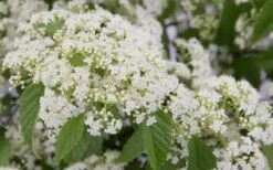 Snow Joey Viburnum - 3 Gallon Pot -Garden Plants Shop Viburnum Snow Joey 2