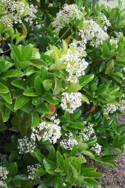 Sugar Cookie Sweet Viburnum - 3 Gallon Pot -Garden Plants Shop Viburnum Sugar Cookie 3