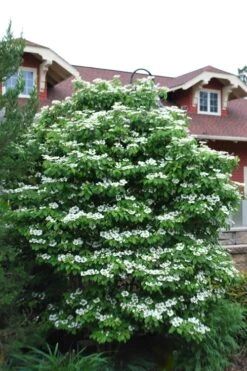 Summer Snowflake Viburnum - 3 Gallon Pot -Garden Plants Shop Viburnum Summer Snowflake 20 2