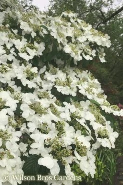 Summer Snowflake Viburnum - 3 Gallon Pot -Garden Plants Shop Viburnum Summer Snowflake 21 500x750 2