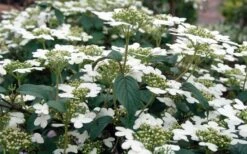 Summer Snowflake Viburnum - 3 Gallon Pot -Garden Plants Shop Viburnum Summer Snowflake 3 1
