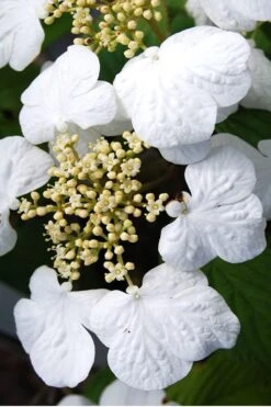 Summer Snowflake Viburnum - 3 Gallon Pot -Garden Plants Shop Viburnum Summer Snowflake 30