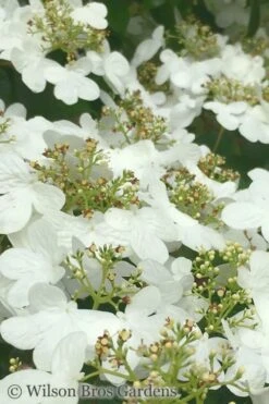 Summer Snowflake Viburnum - 6 Pack Of 1 Gallon Pots -Garden Plants Shop Viburnum Summer Snowflake 31