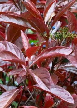 Winterthur Viburnum - 1 Gallon Pot -Garden Plants Shop Viburnum Winterthur 4