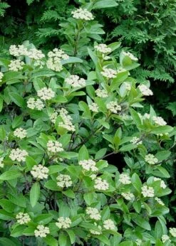 Winterthur Viburnum - 3 Gallon Pot -Garden Plants Shop Viburnum Winterthur 7 1