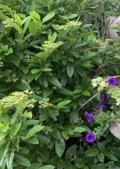 Winterthur Viburnum - 3 Gallon Pot -Garden Plants Shop Viburnum Winterthur 9 1