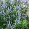Blue Chaste Tree - Vitex Agnus-castus - 3 Gallon Pot -Garden Plants Shop Vitex Agnus Castus Chaste Tree rev 500x750 1