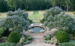 Blue Chaste Tree - Vitex Agnus-castus - 3 Gallon Pot -Garden Plants Shop Vitex Chaste Tree 11