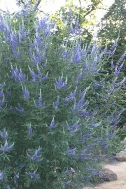 Blue Chaste Tree - Vitex Agnus-castus - 3 Gallon Pot -Garden Plants Shop Vitex Chaste Tree 14