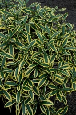 Marianni Variegated Pink Winter Daphne - 1 Gallon Pot 10 Marianni Variegated Pink Winter Daphne - 1 Gallon Pot -Garden Plants Shop Winter Daphne Marianni 2