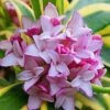 Marianni Variegated Pink Winter Daphne - 1 Gallon Pot -Garden Plants Shop Winter Daphne Marianni 4