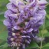 Amethyst Falls Wisteria Vine - 3 Gallon Pot 1 Amethyst Falls Wisteria Vine - 3 Gallon Pot -Garden Plants Shop Wisteria Amethyst Falls Rev 500x750 1