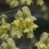 Winterthur Winterhazel (Corylopsis) - 3 Gallon Pot