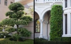 Podocarpus Macrophyllus Upright Yew - 1 Gallon Pot -Garden Plants Shop Yew Podocarpus 2