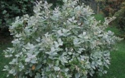 Woodlanders Blue Dusty Zenobia (Honeycup) - 3 Gallon Pot -Garden Plants Shop Zenobia Woodlanders Blue 20