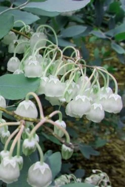 Woodlanders Blue Dusty Zenobia (Honeycup) - 3 Gallon Pot -Garden Plants Shop Zenobia Woodlanders Blue 7