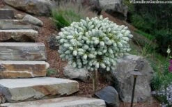 Ice Breaker Korean Fir (Single Trunk Topiary) - 2 Gallon Pot -Garden Plants Shop abies koreana kouhouts ice breaker korean fir 2