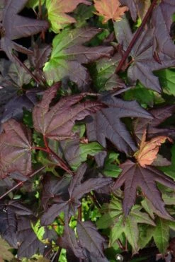 Burgundy Jewel Vine Maple (Acer Circinatum) - 5 Gallon Pot -Garden Plants Shop acer circinatum burgundy jewel vine maple 4