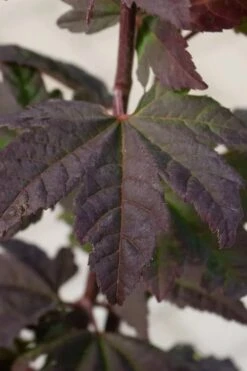Burgundy Jewel Vine Maple (Acer Circinatum) - 5 Gallon Pot -Garden Plants Shop acer circinatum burgundy jewel vine maple 5