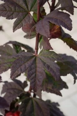 Burgundy Jewel Vine Maple (Acer Circinatum) - 5 Gallon Pot -Garden Plants Shop acer circinatum burgundy jewel vine maple 6