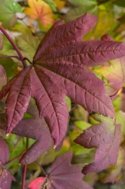 Burgundy Jewel Vine Maple (Acer Circinatum) - 5 Gallon Pot -Garden Plants Shop acer circinatum burgundy jewel vine maple 7