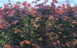 Burgundy Jewel Vine Maple (Acer Circinatum) - 5 Gallon Pot -Garden Plants Shop acer circinatum burgundy jewel vine maple 8