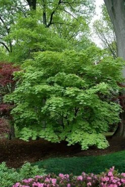 Emmett's Pumpkin Japanese Maple (Acer Japonicum) - 1 Gallon Pot -Garden Plants Shop acer japonicum aconitifolium dancing peacock japanese maple 9