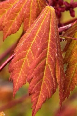 Emmett's Pumpkin Japanese Maple (Acer Japonicum) - 1 Gallon Pot -Garden Plants Shop acer japonicum emmets pumpkin japanese maple 1