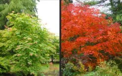 Emmett's Pumpkin Japanese Maple (Acer Japonicum) - 1 Gallon Pot -Garden Plants Shop acer japonicum emmets pumpkin japanese maple 10