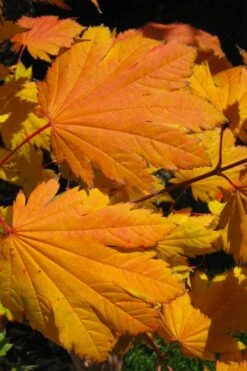 Emmett's Pumpkin Japanese Maple (Acer Japonicum) - 1 Gallon Pot -Garden Plants Shop acer japonicum emmets pumpkin japanese maple 2