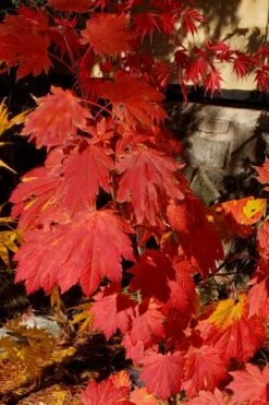 Emmett's Pumpkin Japanese Maple (Acer Japonicum) - 1 Gallon Pot -Garden Plants Shop acer japonicum emmets pumpkin japanese maple 5