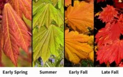 Emmett's Pumpkin Japanese Maple (Acer Japonicum) - 1 Gallon Pot -Garden Plants Shop acer japonicum emmets pumpkin japanese maple 7