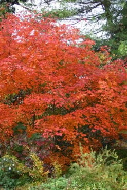 Emmett's Pumpkin Japanese Maple (Acer Japonicum) - 1 Gallon Pot -Garden Plants Shop acer japonicum emmets pumpkin japanese maple 9